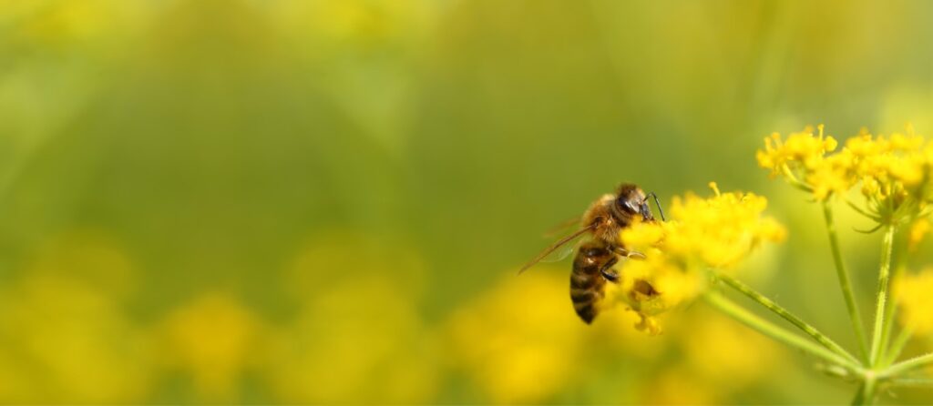 Abonarte / Fertilizante en Mexico